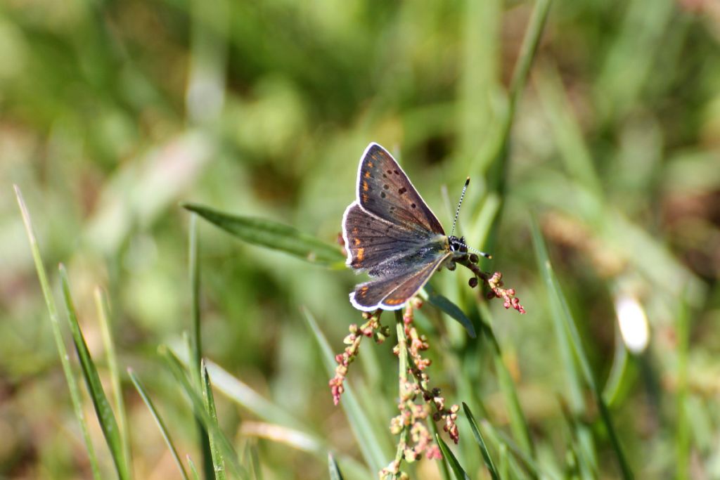 Lycaena tityrus credo